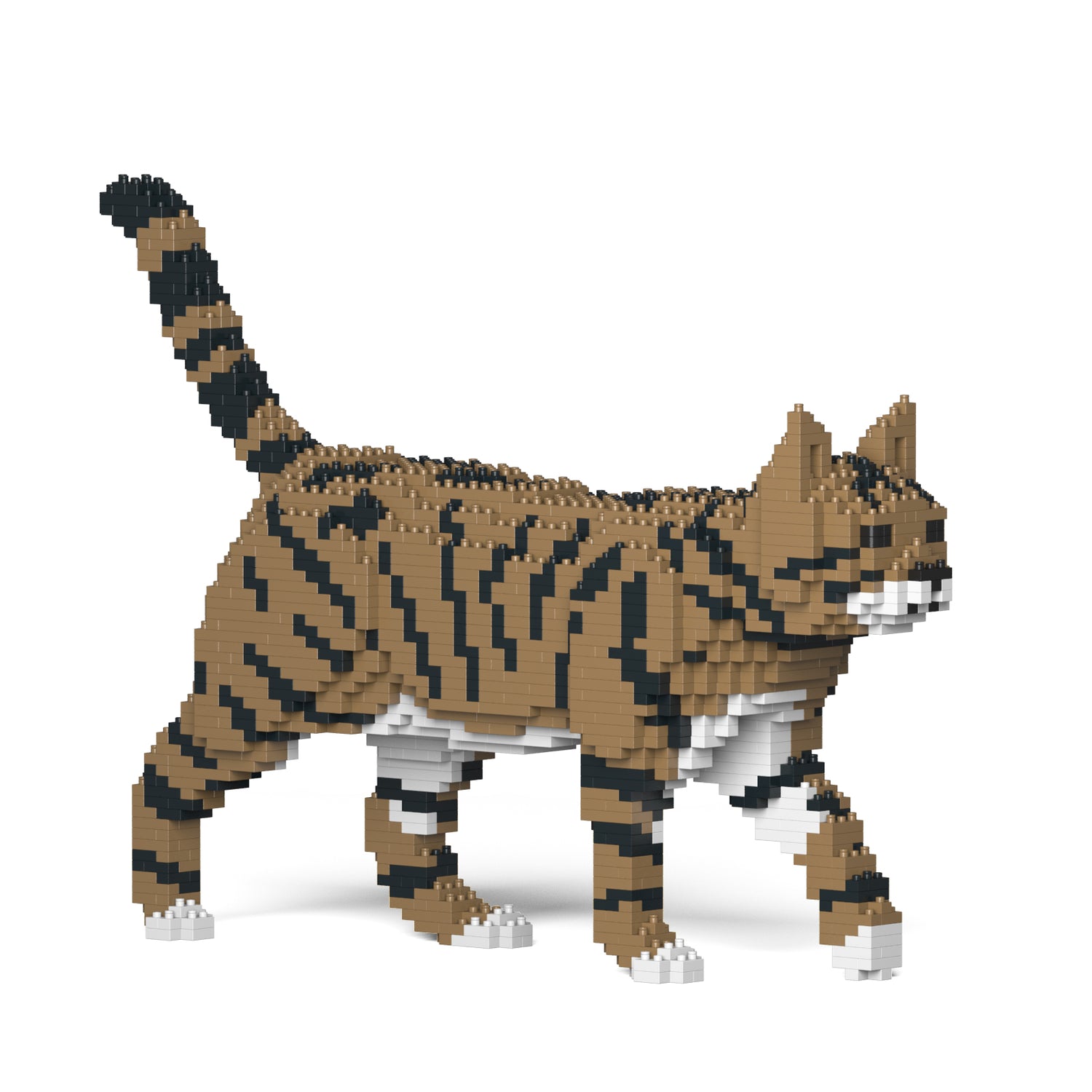 Brown Tabby Cat