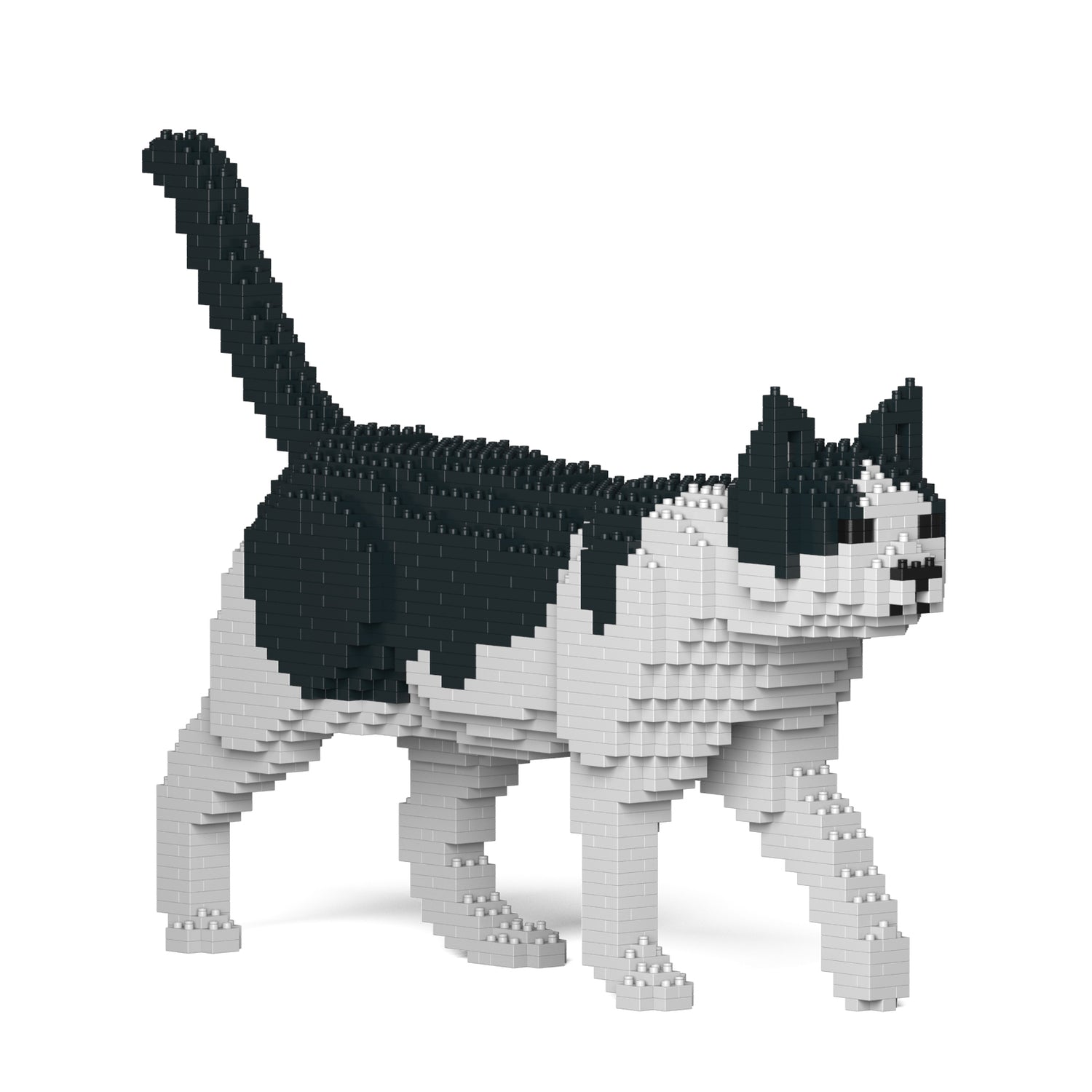 Black & White Cat