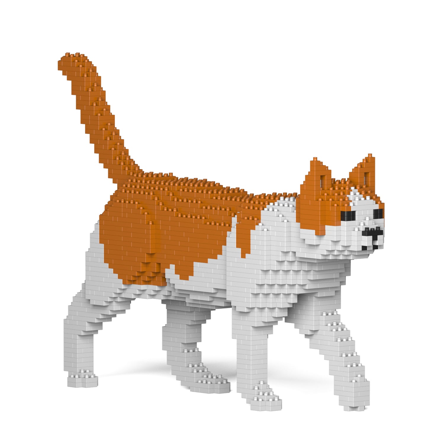 Orange & White Cat