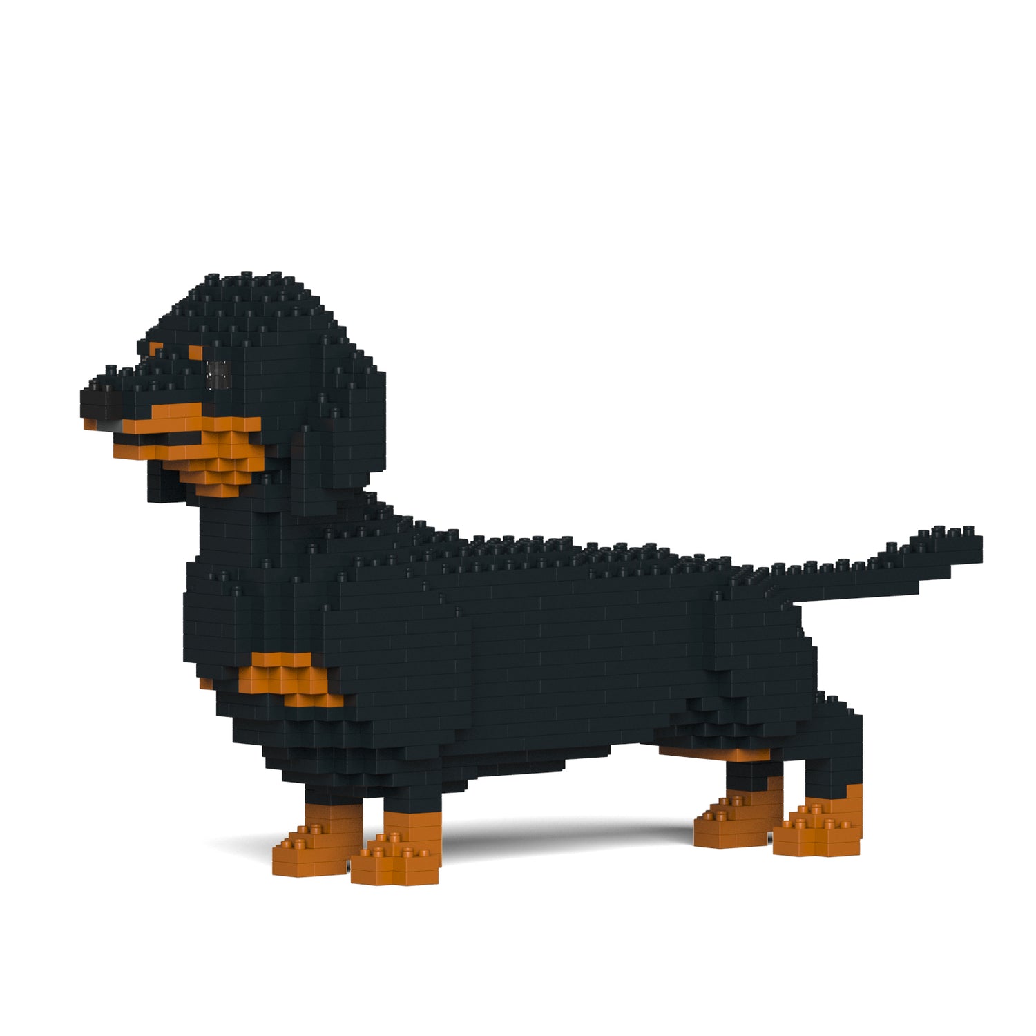 Dachshund