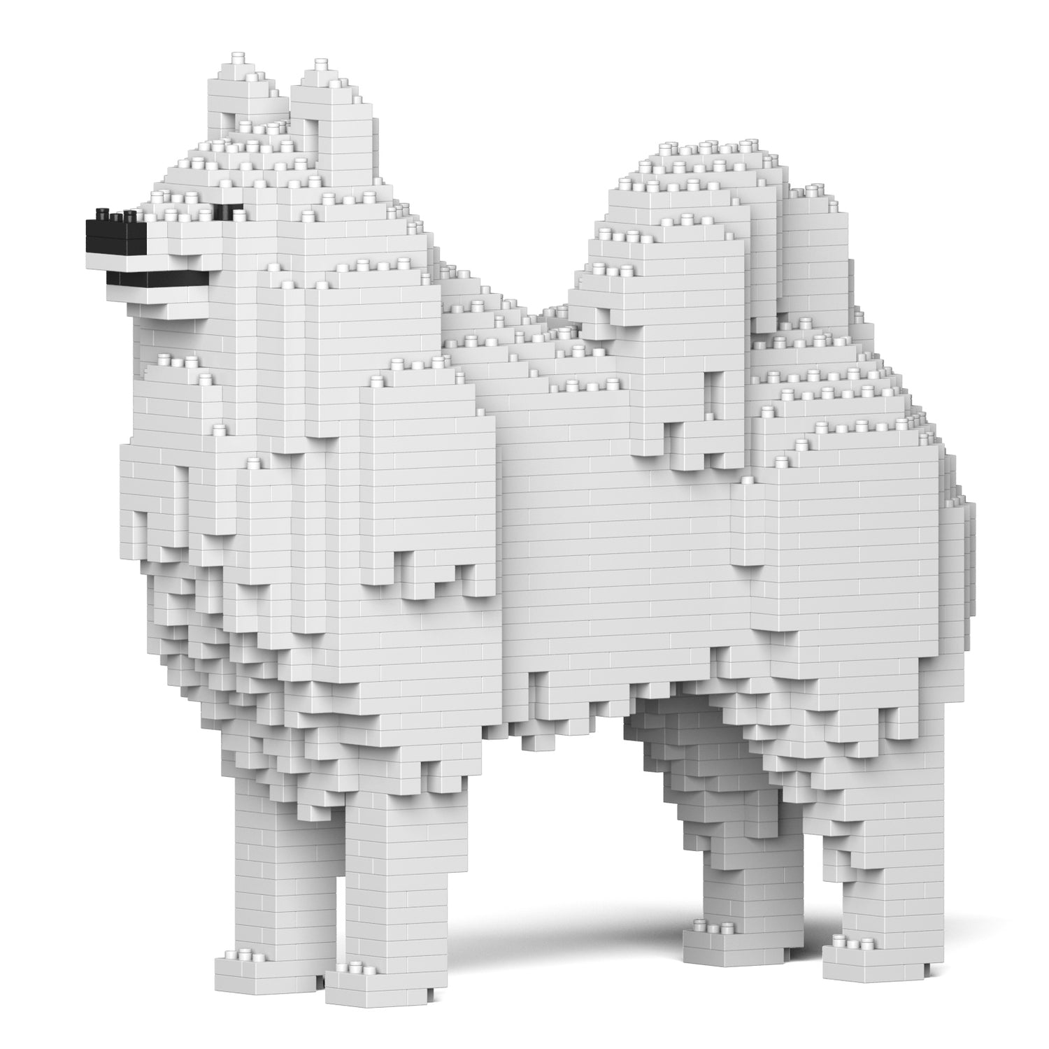 Samoyed