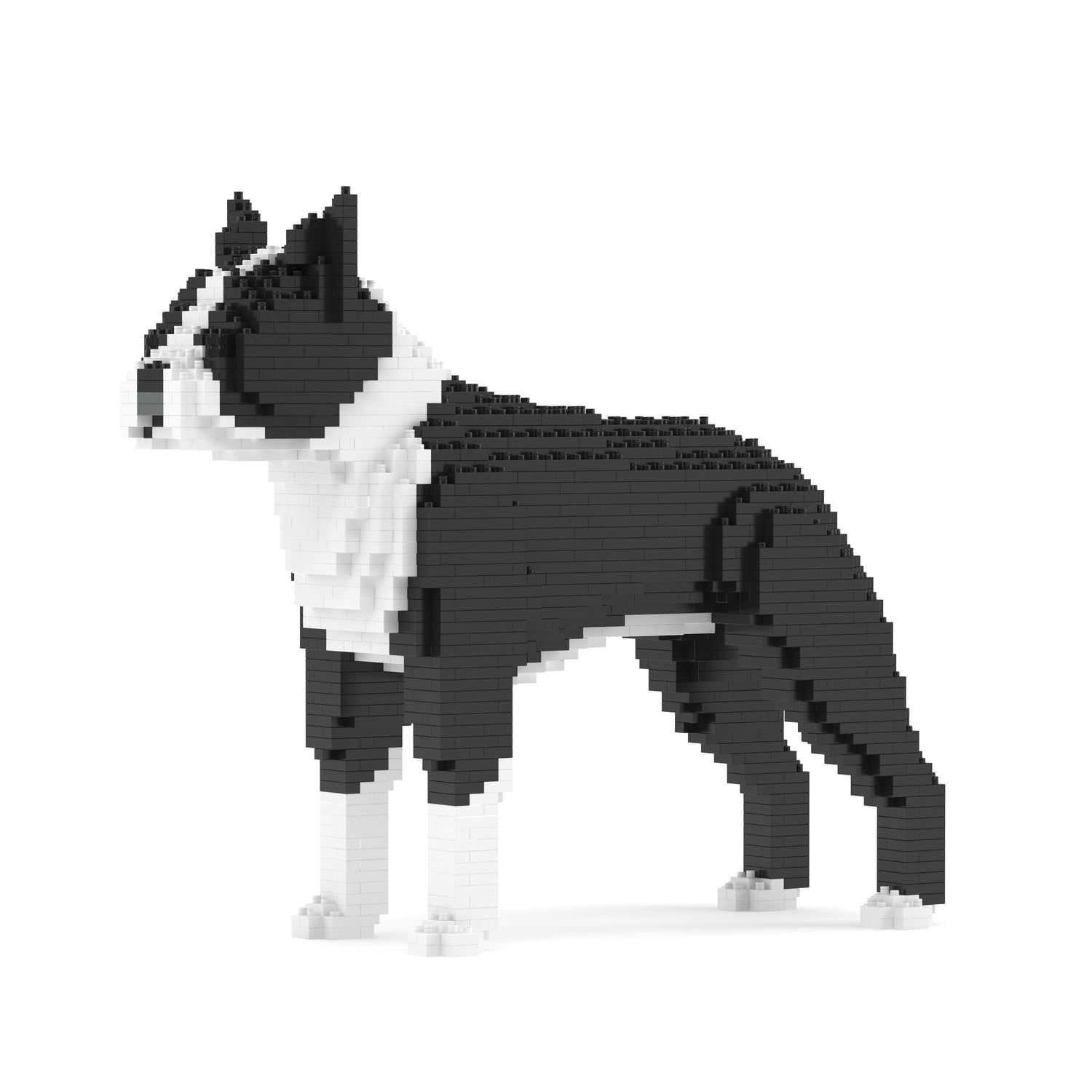 Boston Terrier