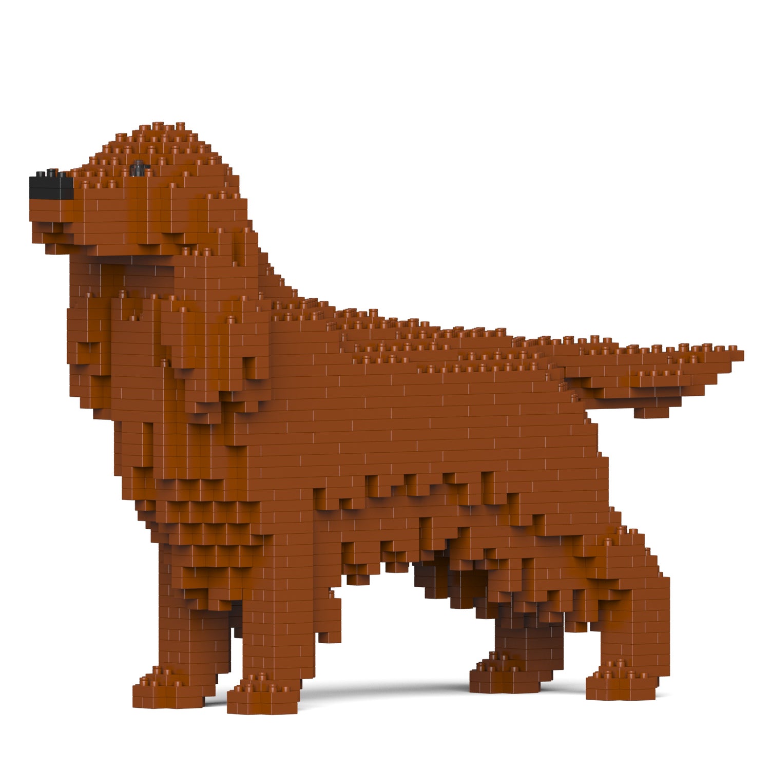 Irish Setter