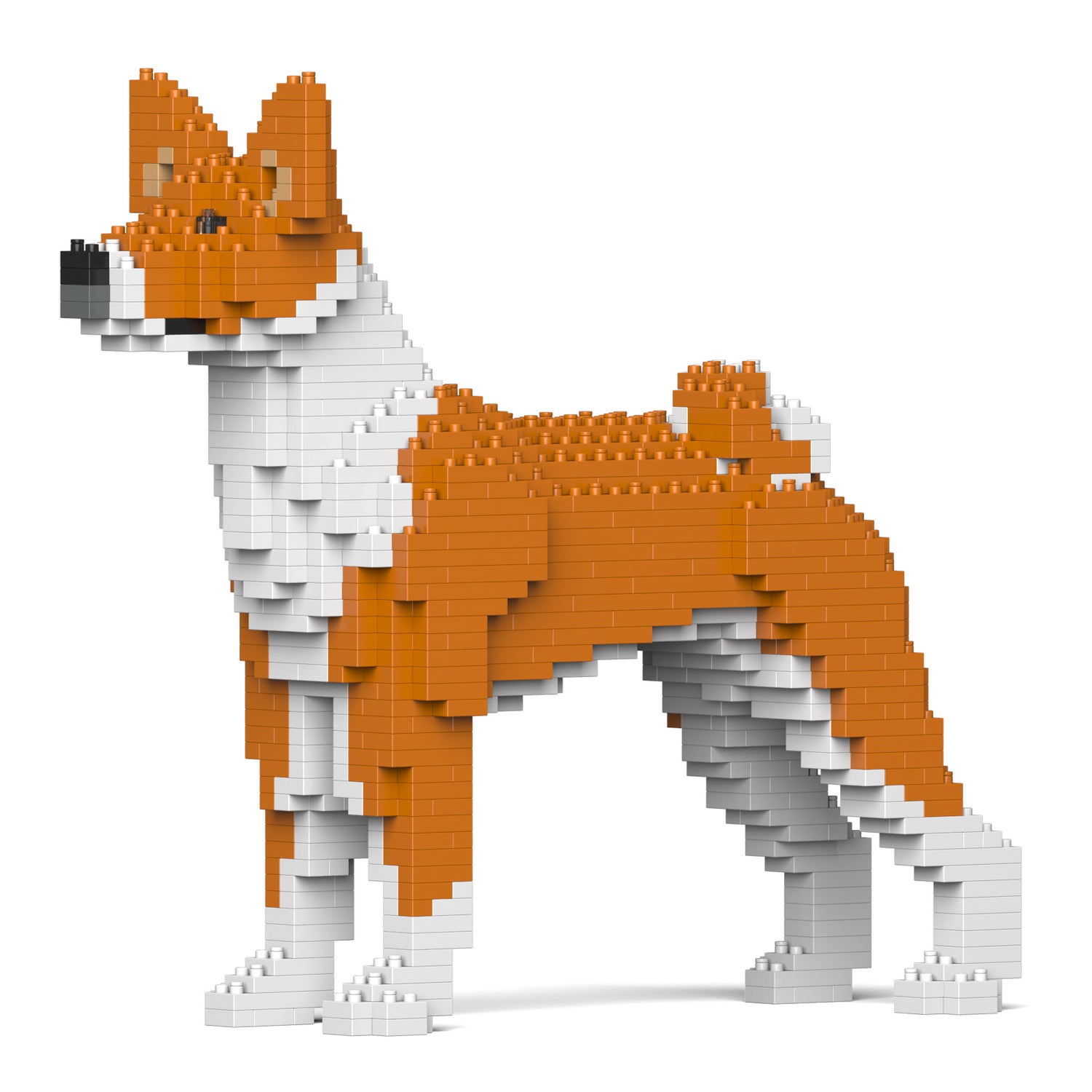 Basenji