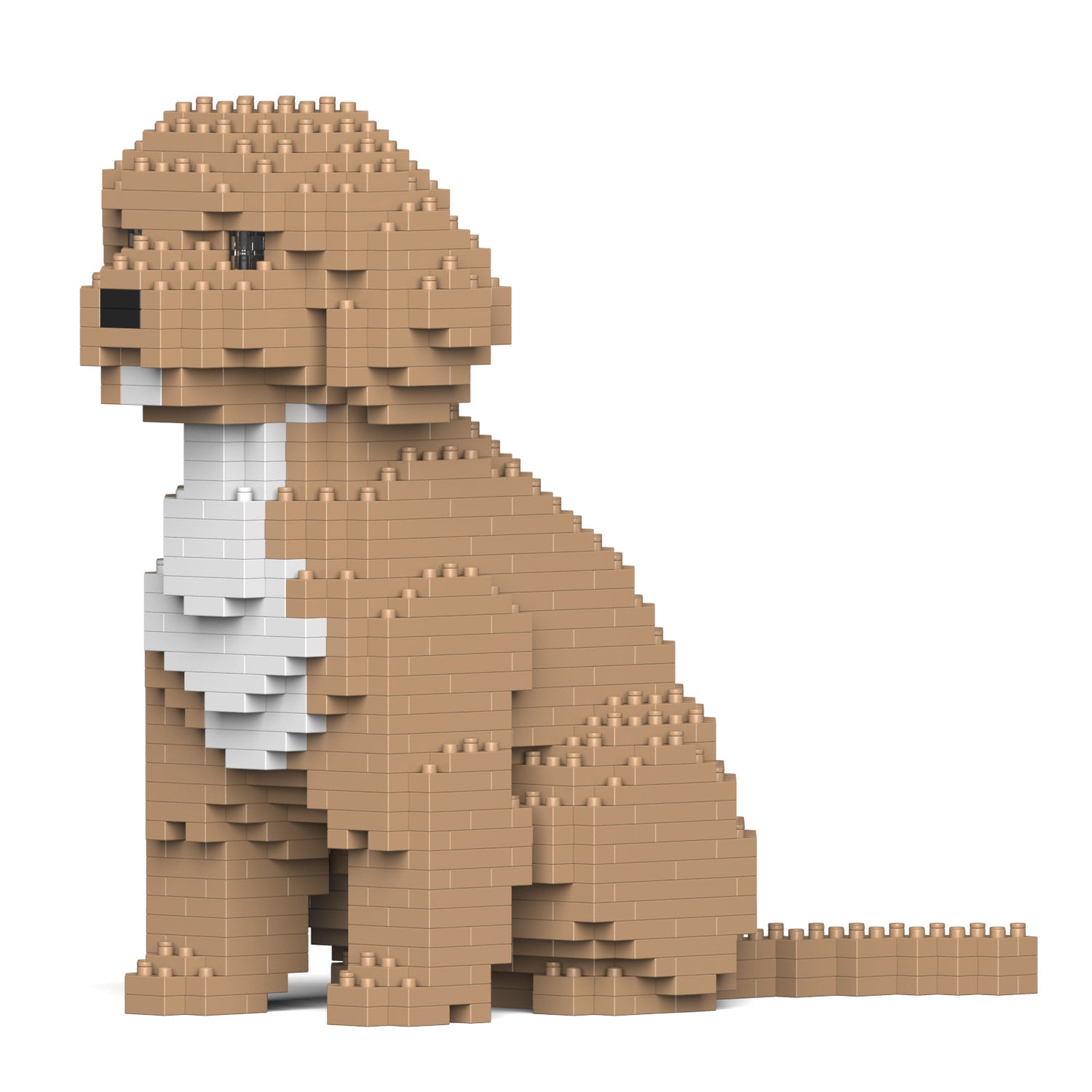 Cockapoo