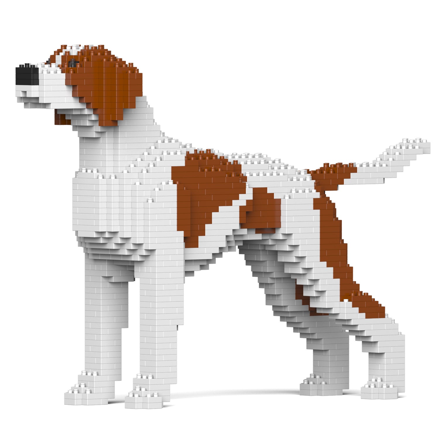 English Pointer