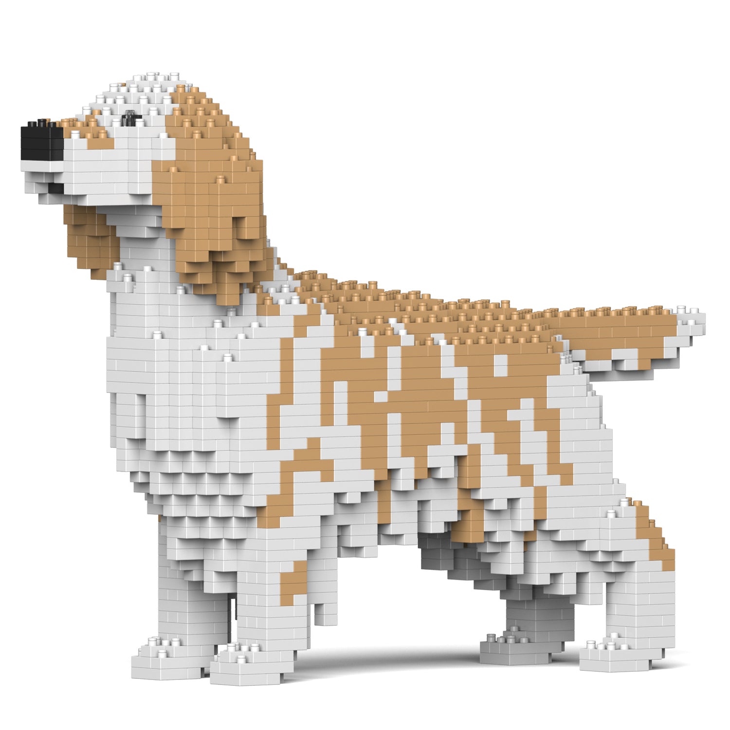 English Setter