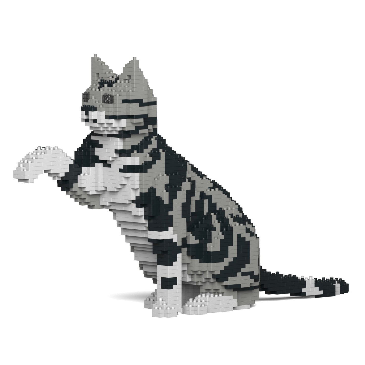 American Shorthair Cat 03S-M01