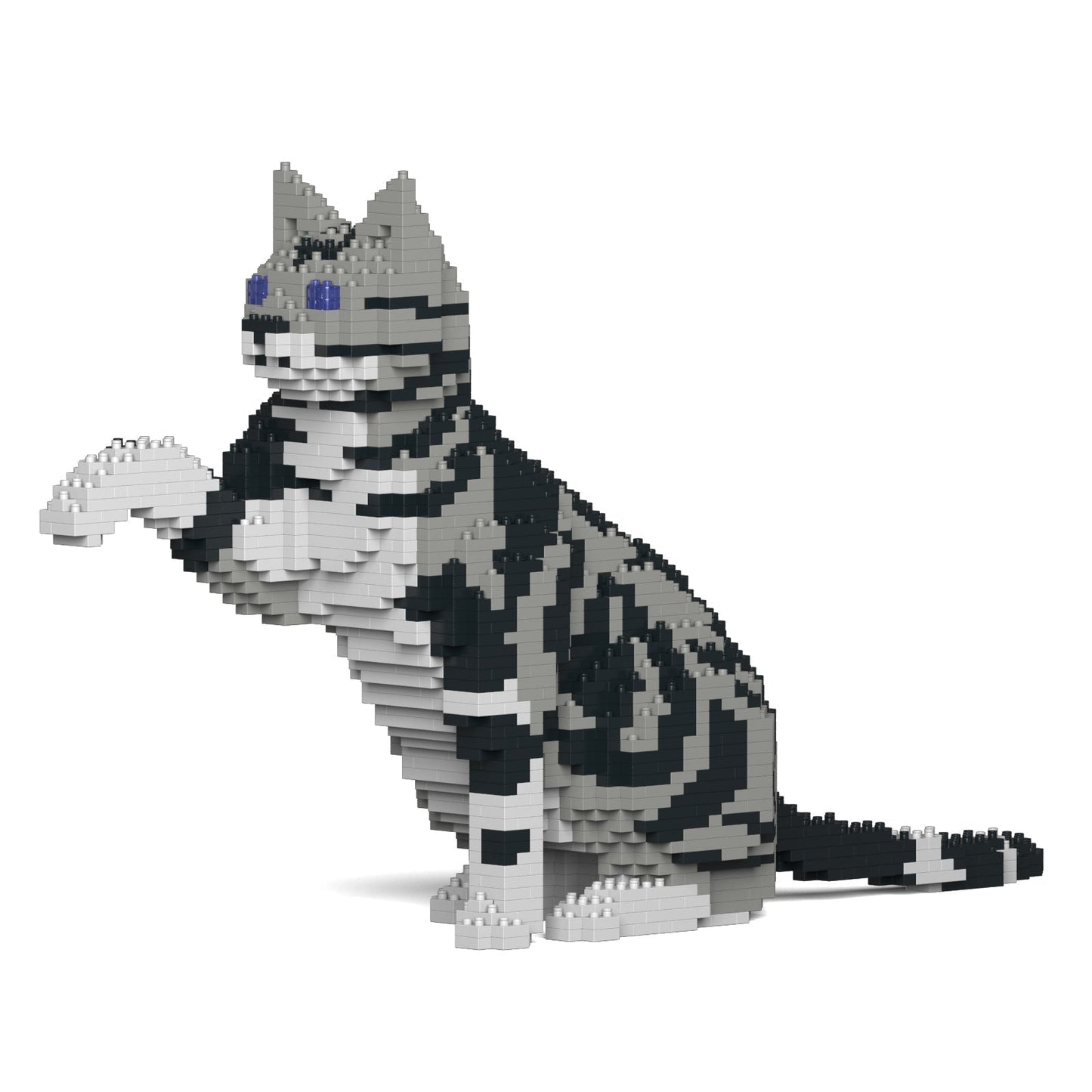 American Shorthair Cat 03S-M01