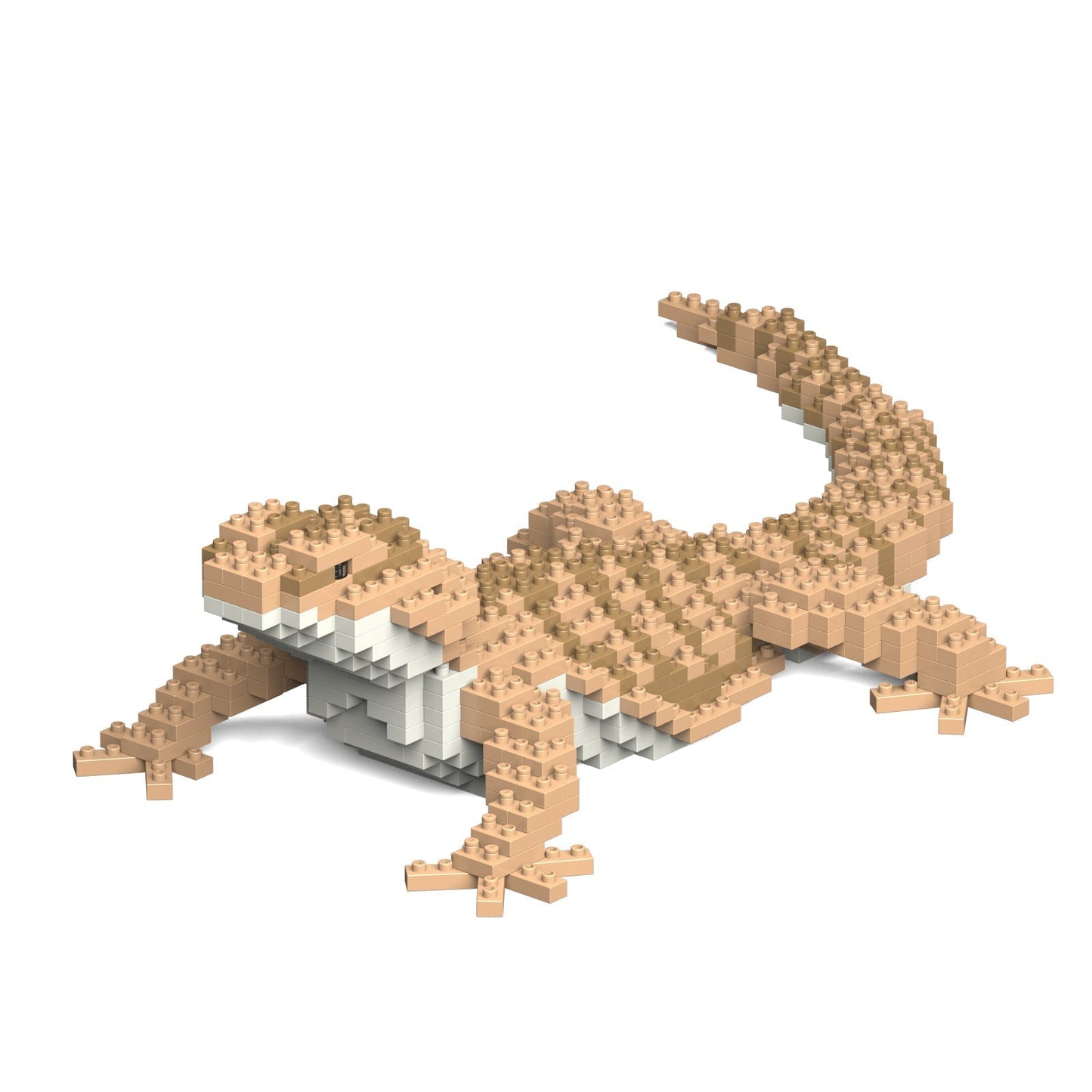 Bearded Dragon 01