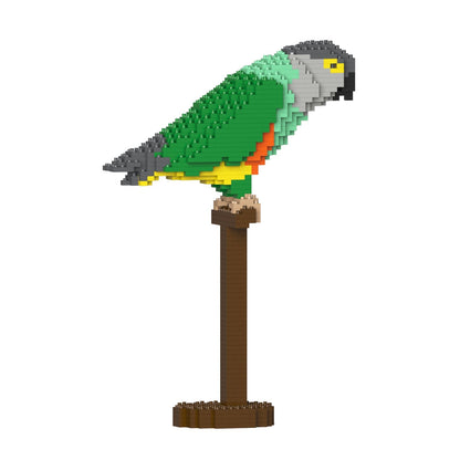 Senegal Parrot 01S