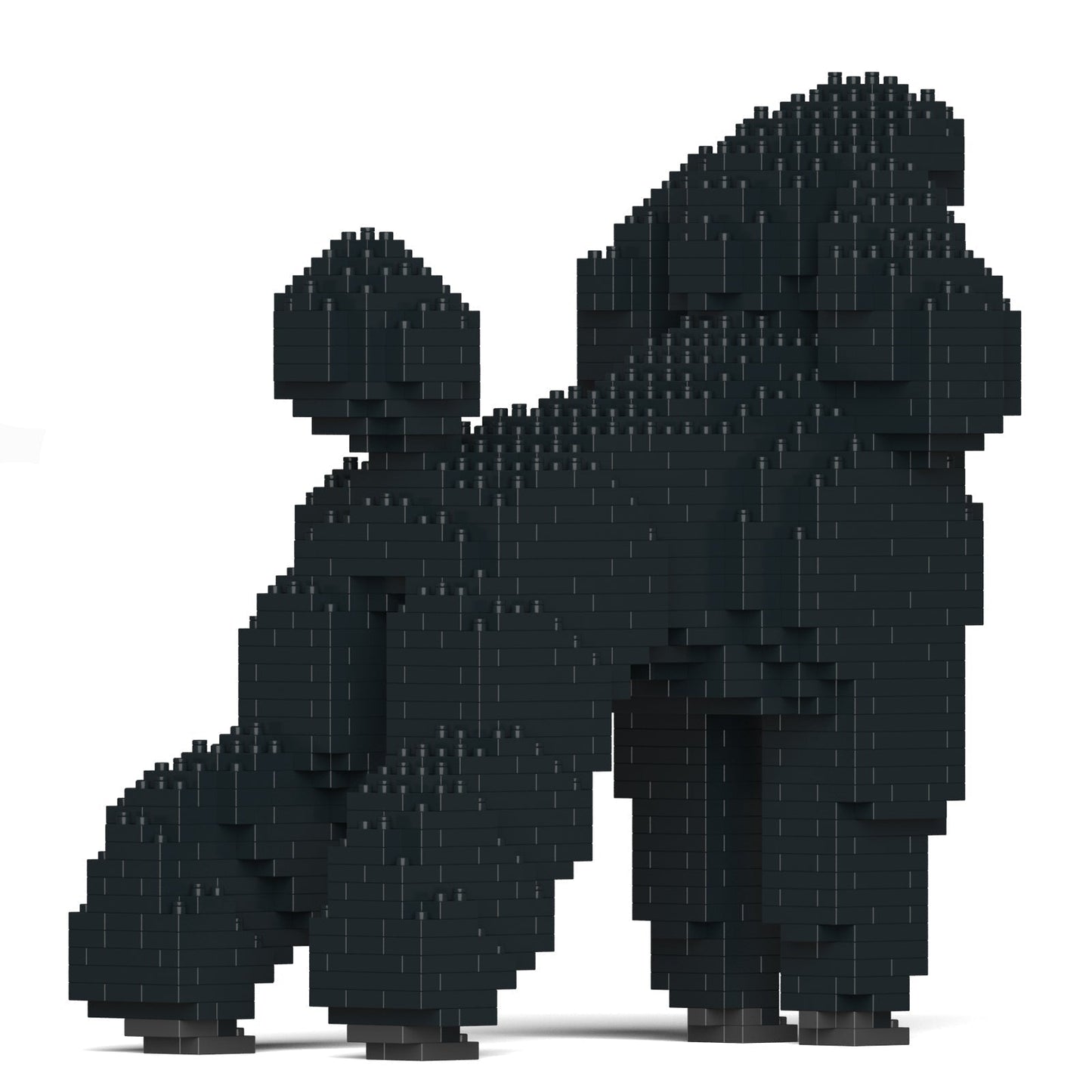 Standard Poodle 01-M01