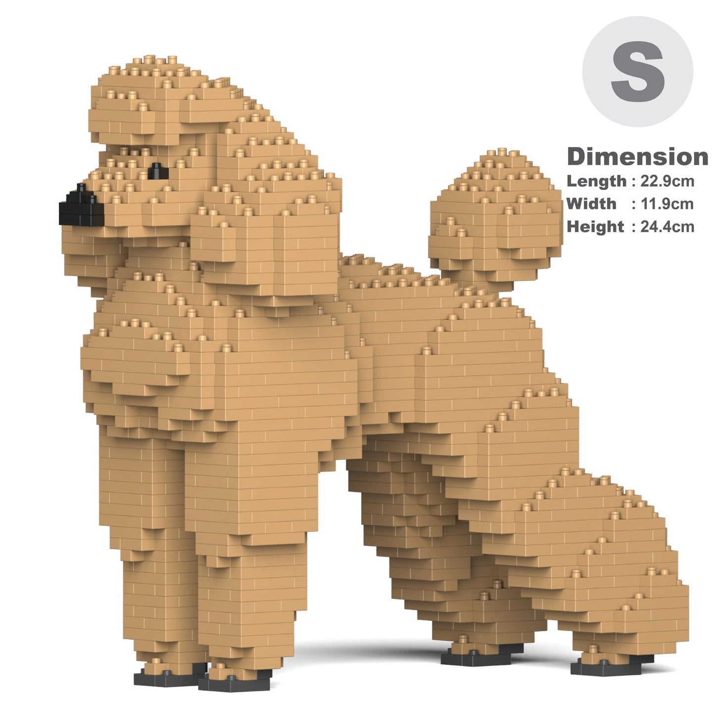 Standard Poodle 01-M02