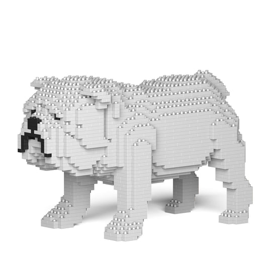 English Bulldog 01-M02