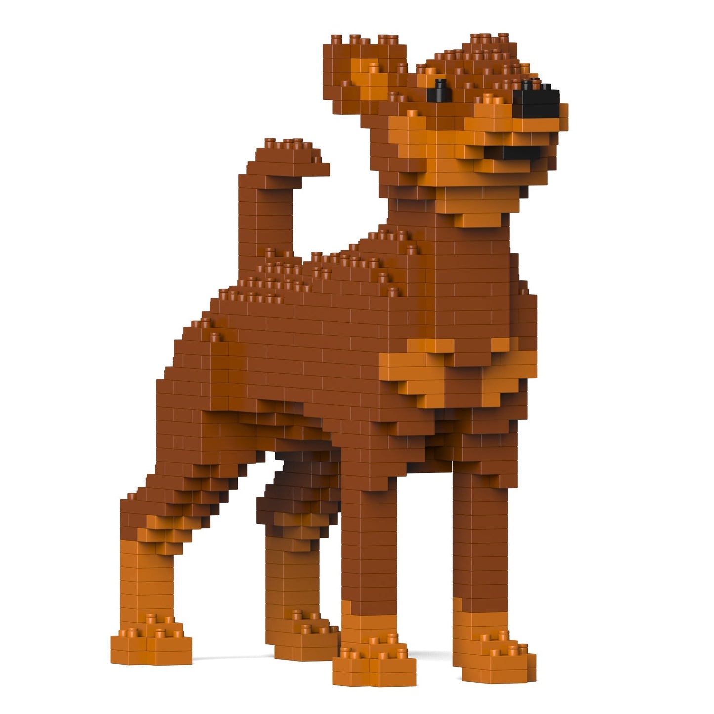 Miniature Pinscher 01-M02