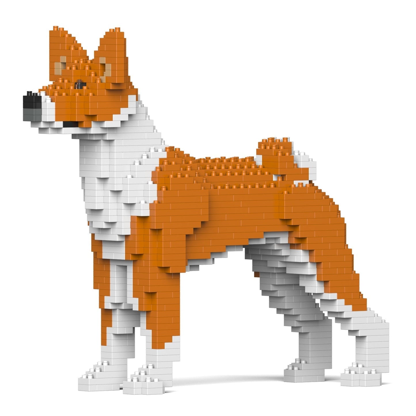 Basenji 01-M01