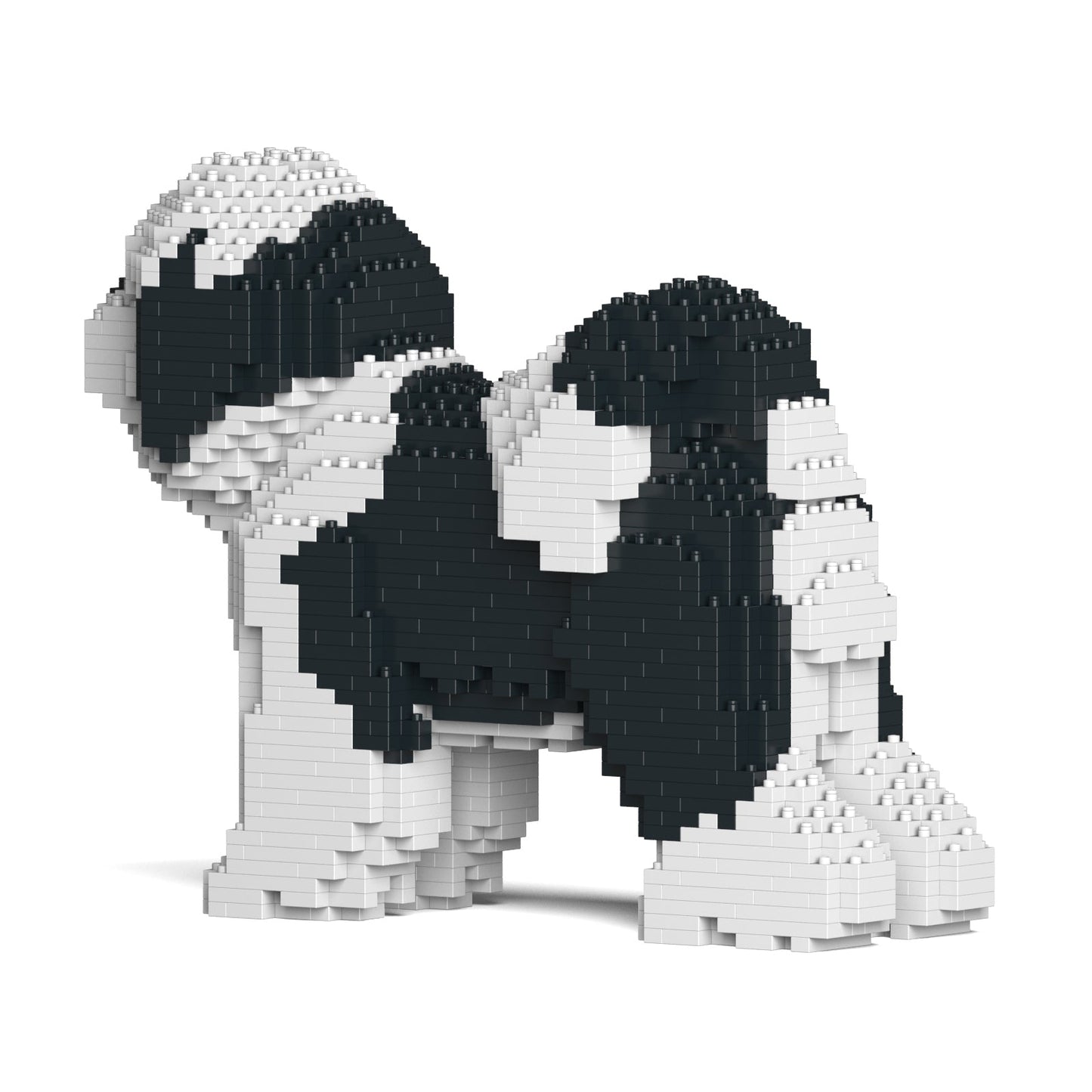 Tibetan Terrier 01-M02