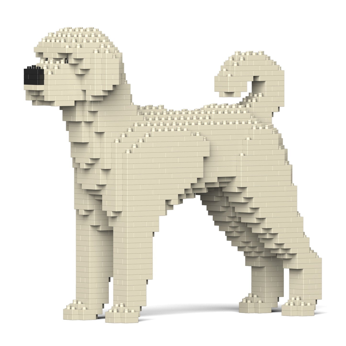 Labradoodle 01-M01